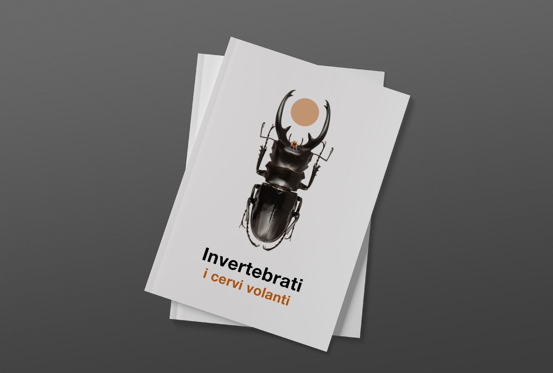 Invertebrates - Stag beetles